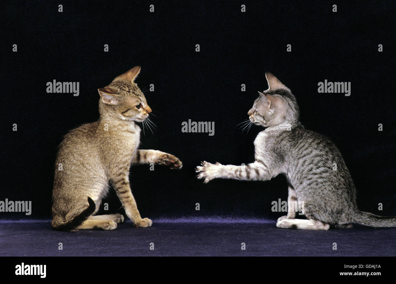 Oriental gatto domestico, Adulti giocando contro lo sfondo nero Foto Stock