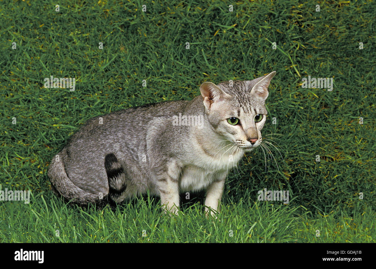 Oriental gatto domestico, adulti sull'erba Foto Stock