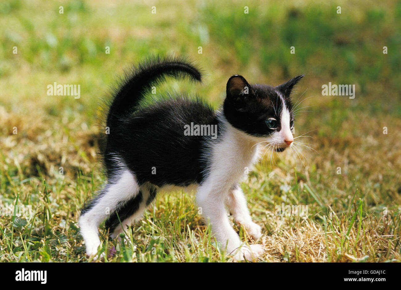 Bianco e nero ORIENTAL gatto domestico, arredare in posizione difensiva Foto Stock