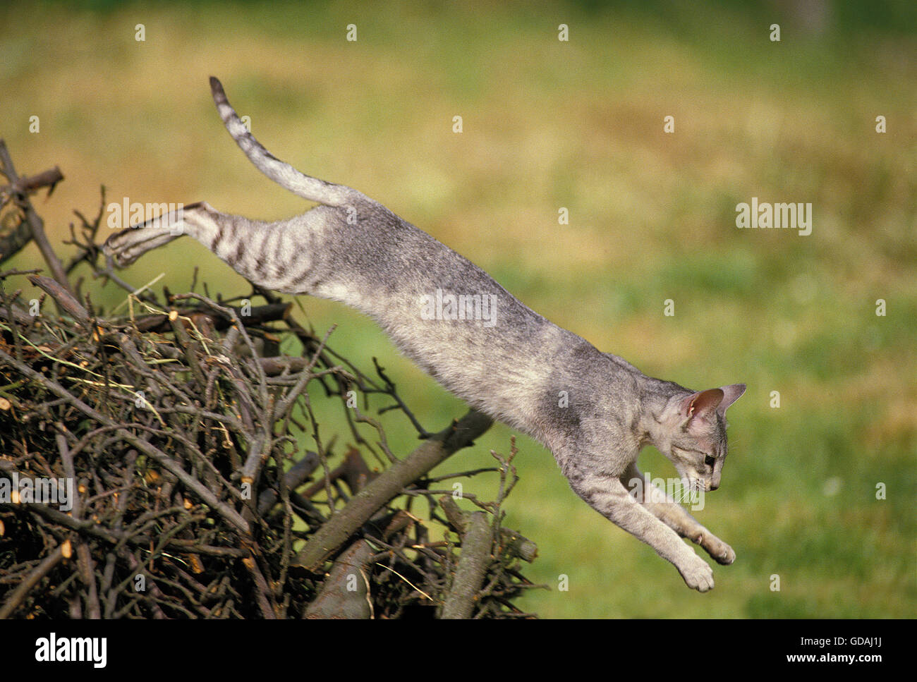 Oriental gatto domestico, Adulti jumping Foto Stock