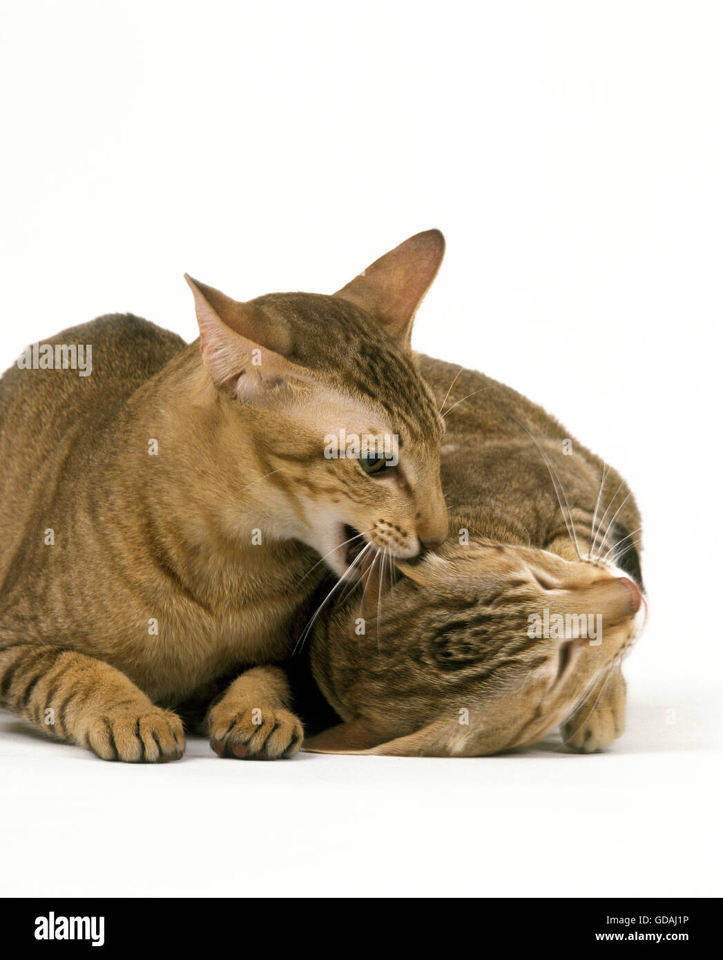 Brown Tabby Oriental gatti domestici, Adulti combattendo contro uno sfondo bianco Foto Stock
