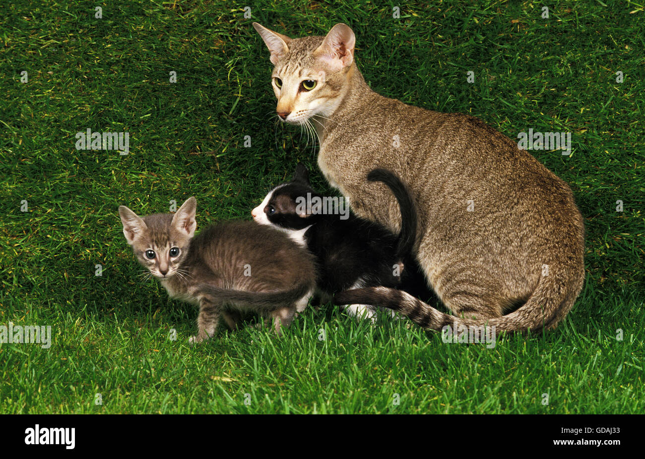 Oriental gatto domestico, femmina con un gattino sull'erba Foto Stock