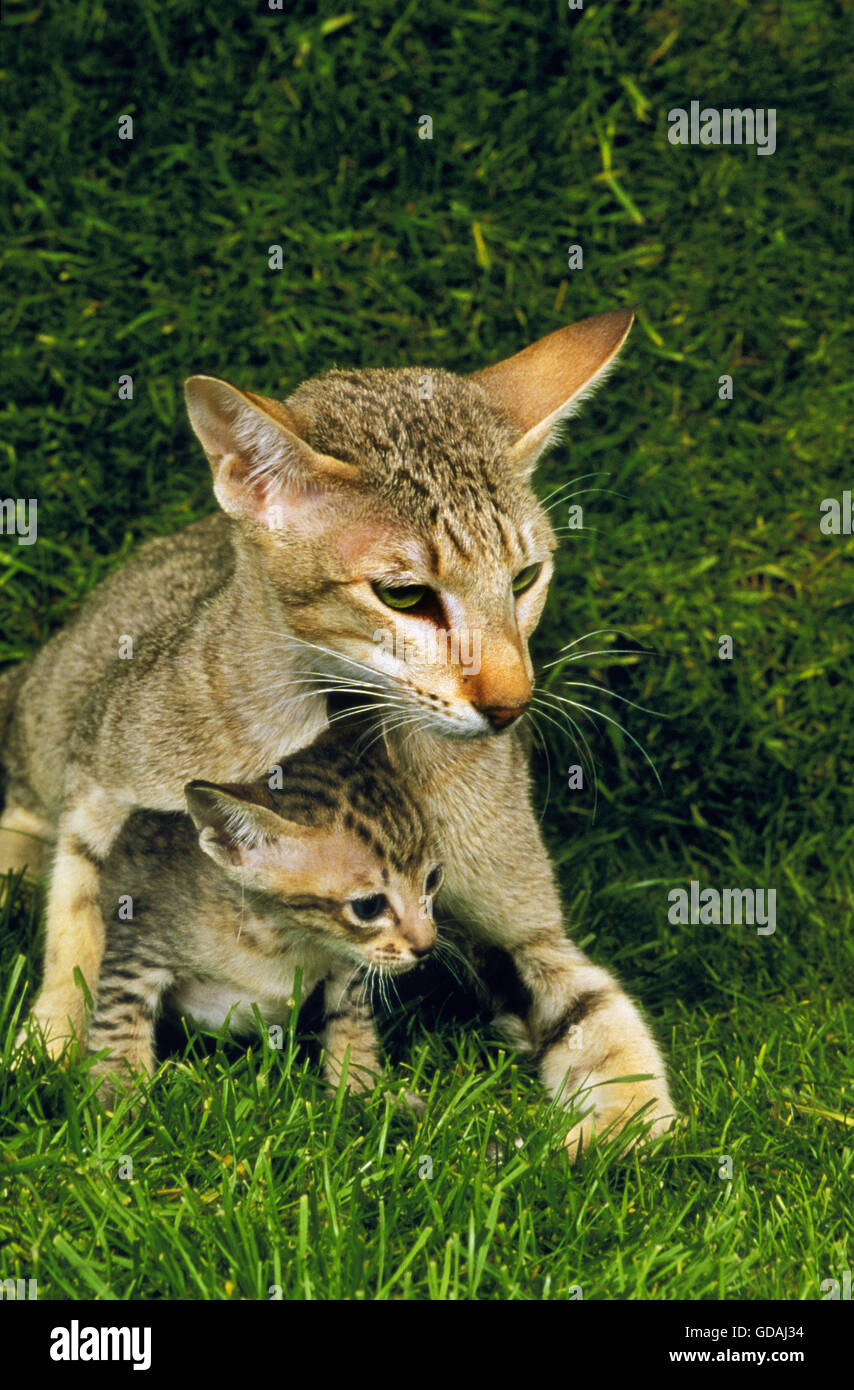 Oriental gatto domestico, femmina con un gattino sull'erba Foto Stock