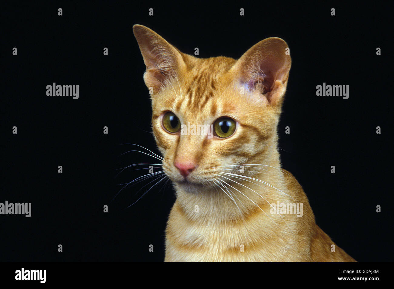 Red Oriental gatto domestico, Ritratto di adulto contro lo sfondo nero Foto Stock