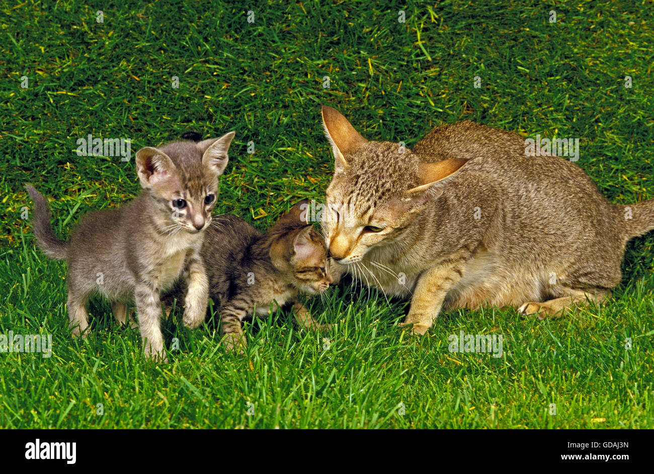 Oriental gatto domestico, Madre con Cub sull'erba Foto Stock