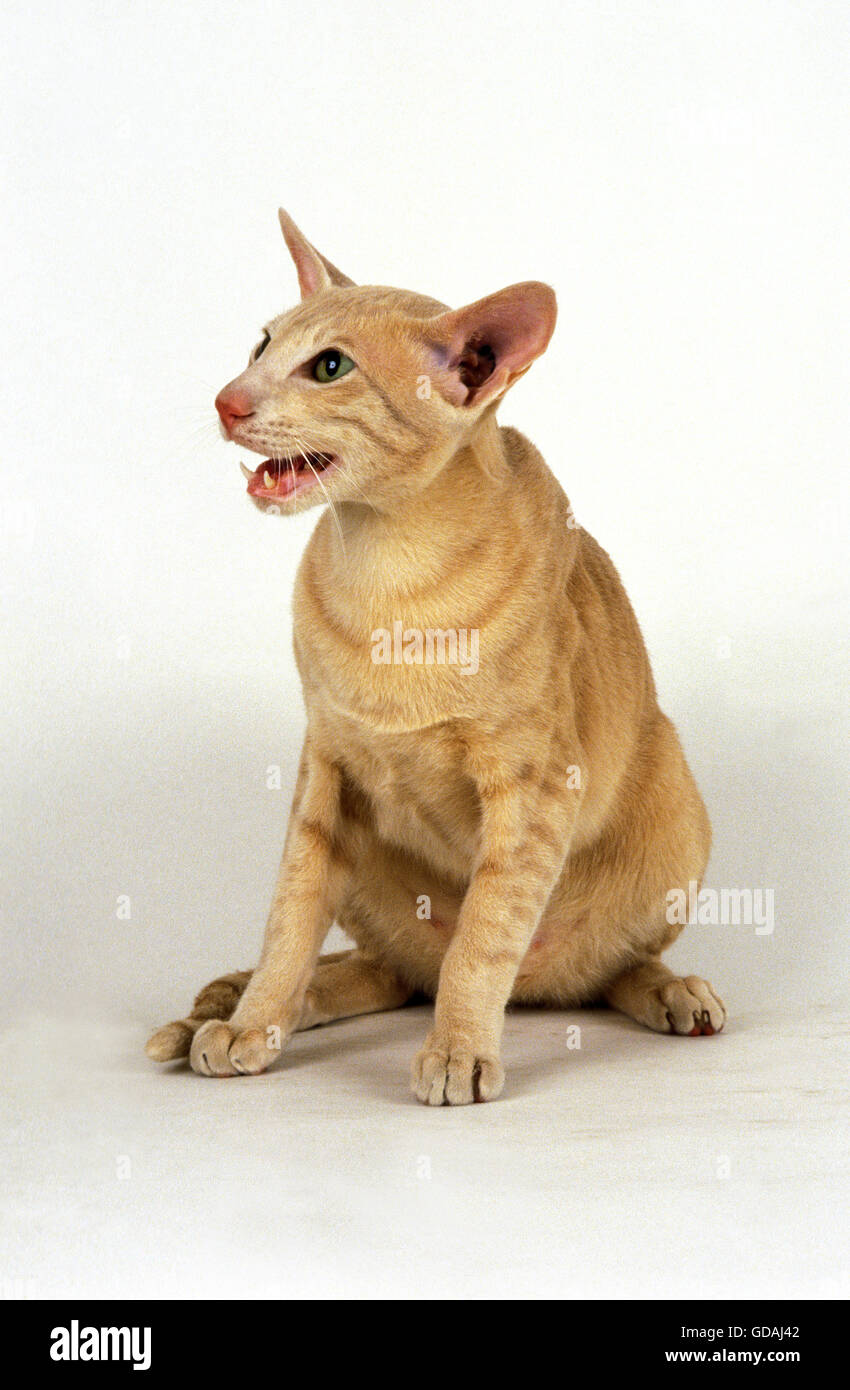 La crema Oriental gatto domestico, Adulti Miaowing contro uno sfondo bianco Foto Stock