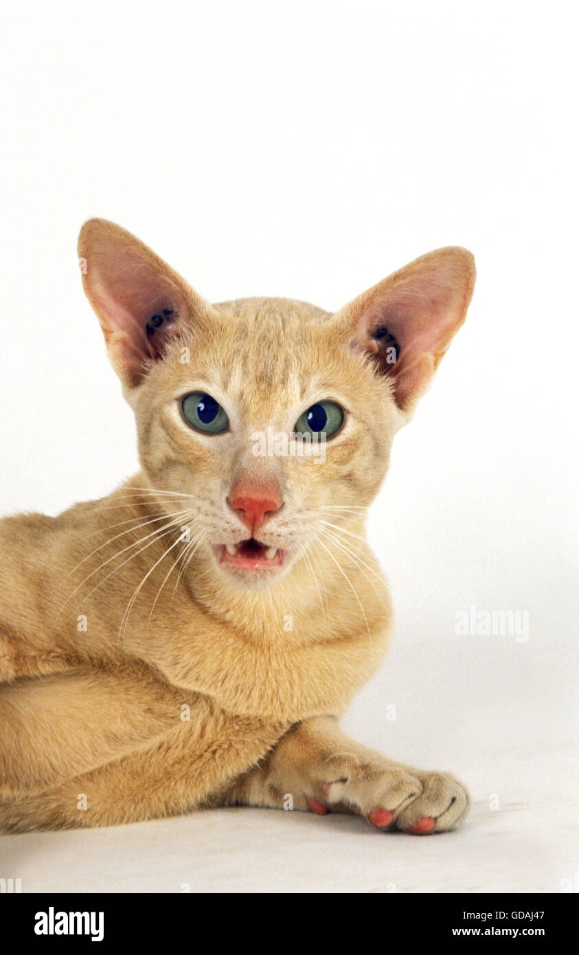 La crema Oriental gatto domestico posa contro uno sfondo bianco Foto Stock