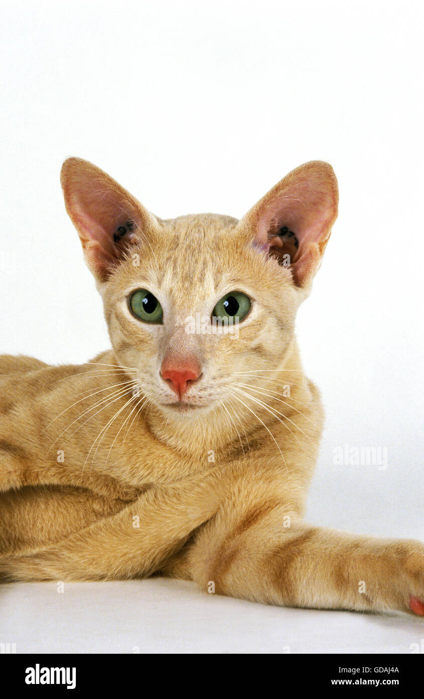 La crema Oriental gatto domestico, adulto contro uno sfondo bianco Foto Stock