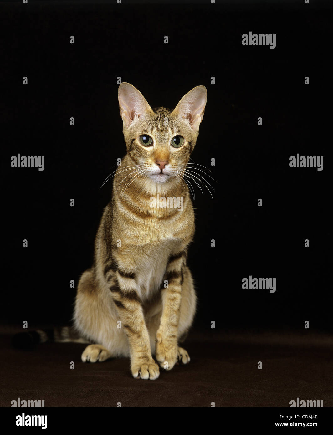 Oriental brown tabby gatto domestico su sfondo nero Foto Stock