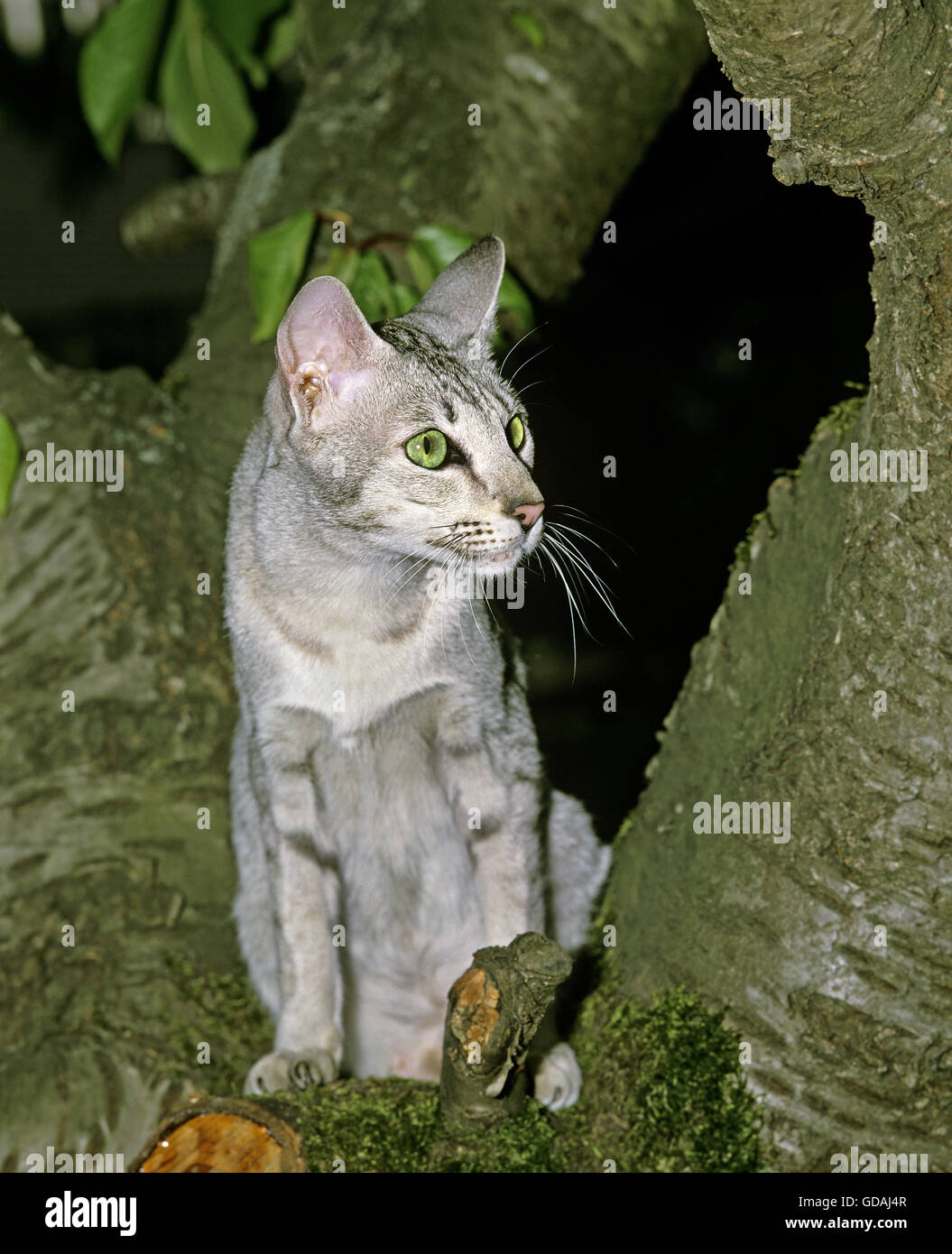 Oriental gatto domestico nella struttura ad albero Foto Stock