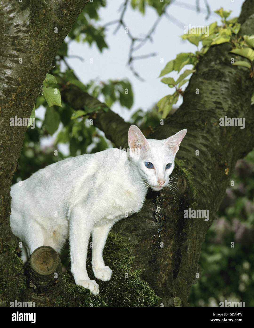 White Oriental gatto domestico nella struttura ad albero Foto Stock