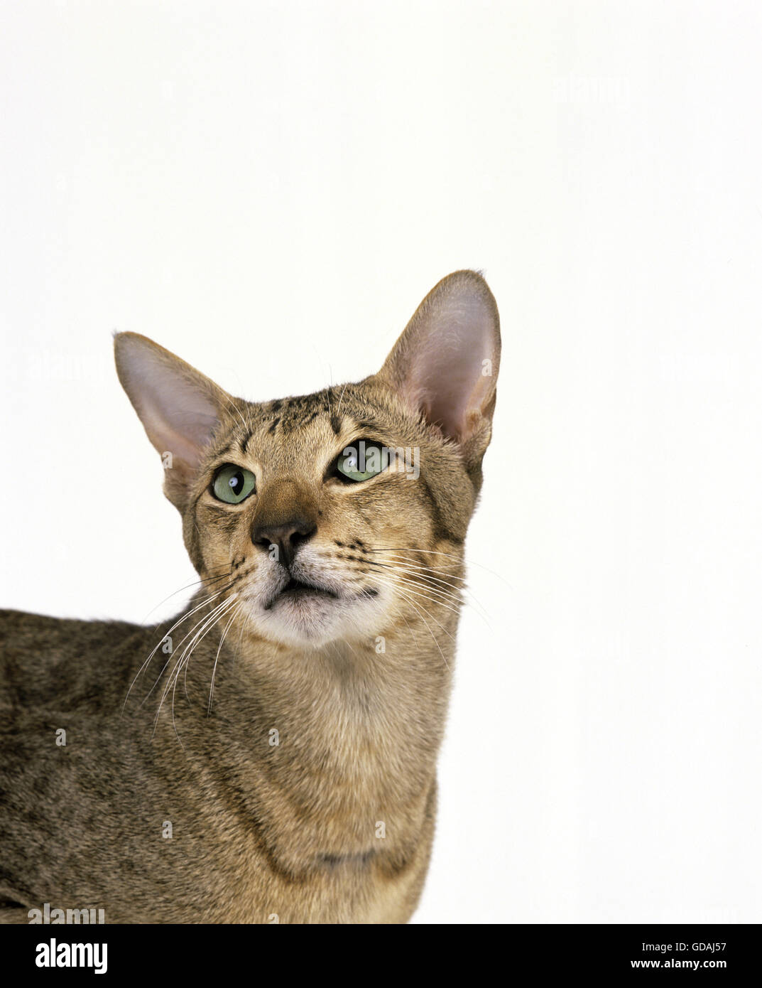 Brown Tabby Oriental gatto domestico, Ritratto contro uno sfondo bianco Foto Stock