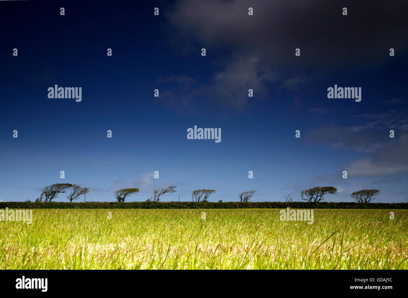 Il vento ad alberi vicino Hartland, Devon, Inghilterra, Regno Unito Foto Stock