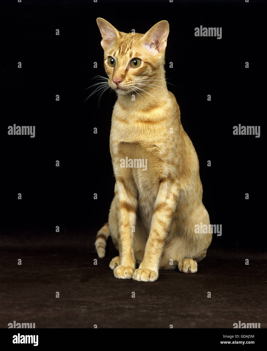 RED ORIENTAL gatto domestico, adulto seduto su sfondo nero Foto Stock