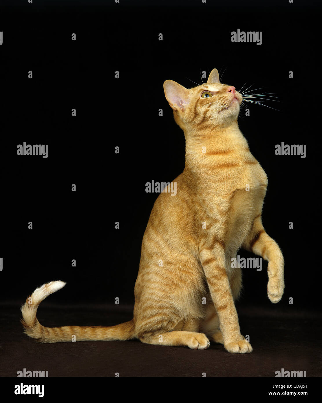 Red Oriental gatto domestico, Adulti su sfondo nero Foto Stock