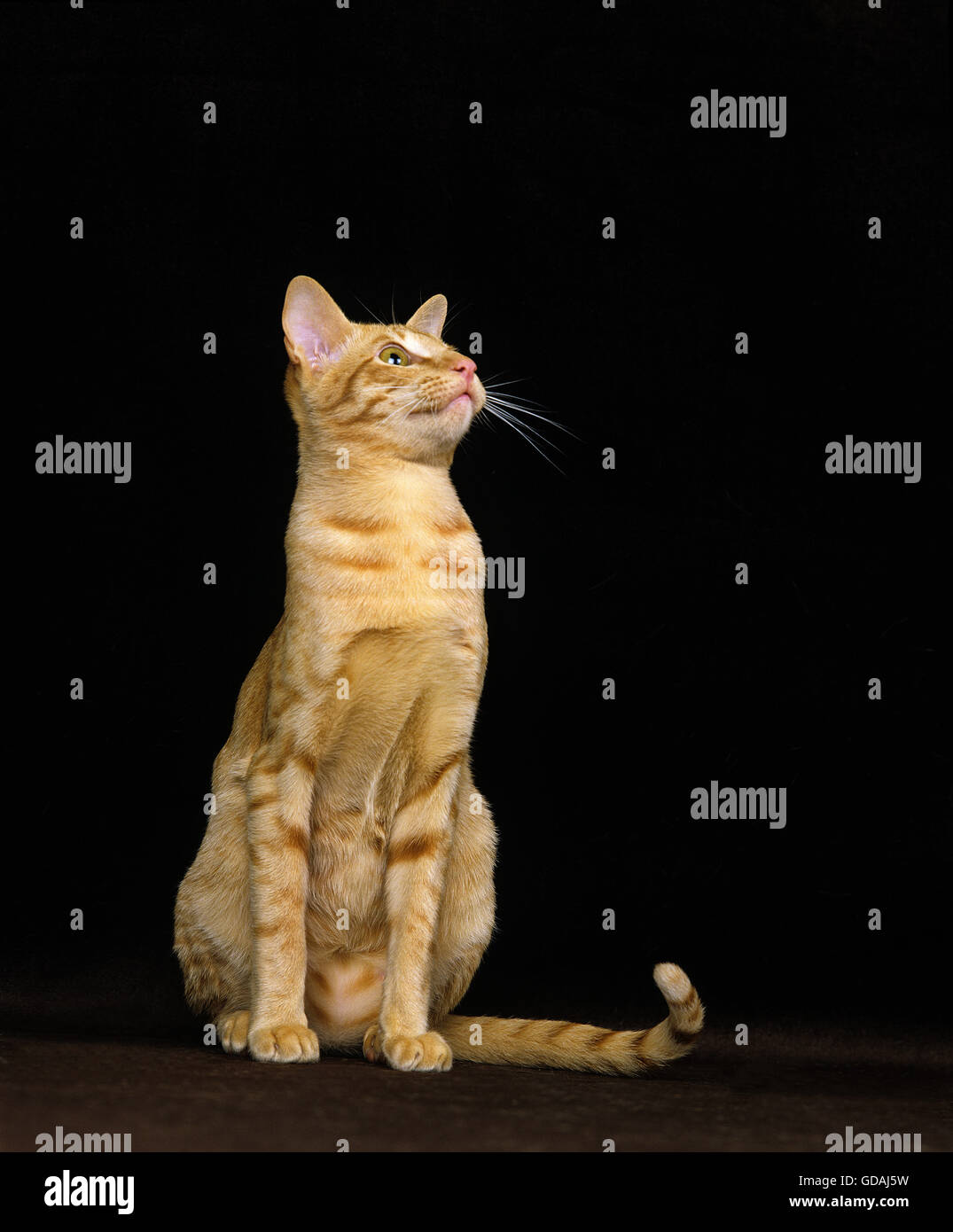 RED ORIENTAL gatto domestico, ADULTI ASSIS su sfondo nero Foto Stock