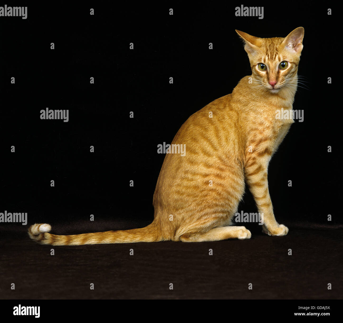 Red Oriental gatto domestico su sfondo nero Foto Stock
