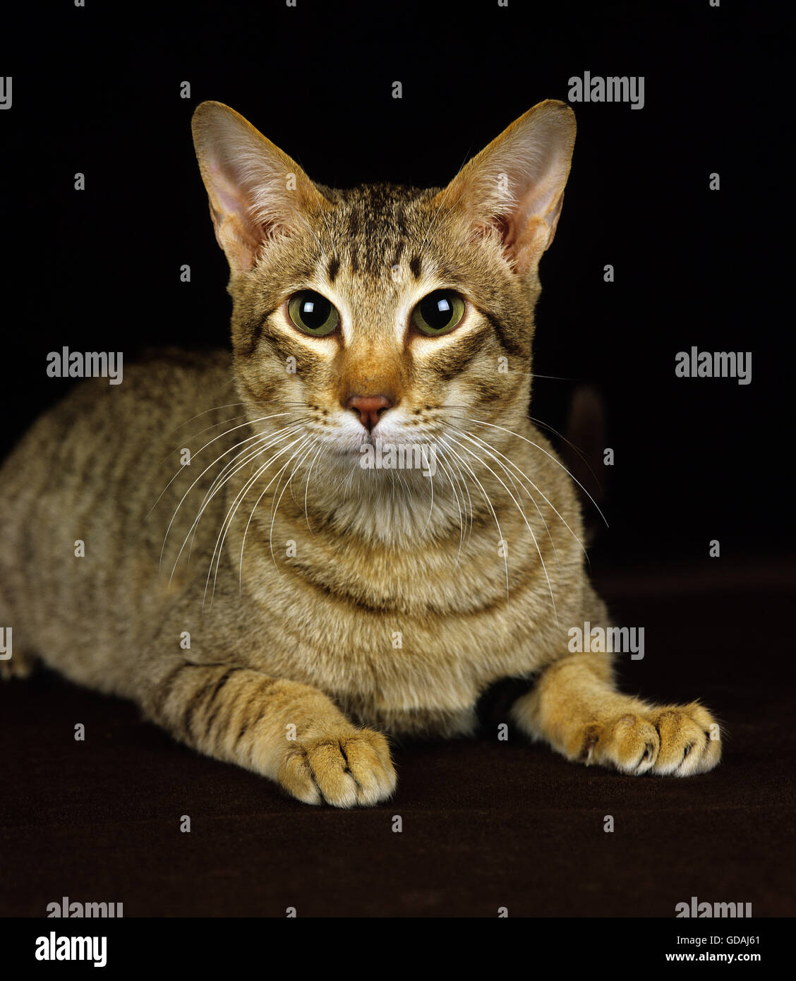 Brown Tabby Oriental gatto domestico su sfondo nero Foto Stock