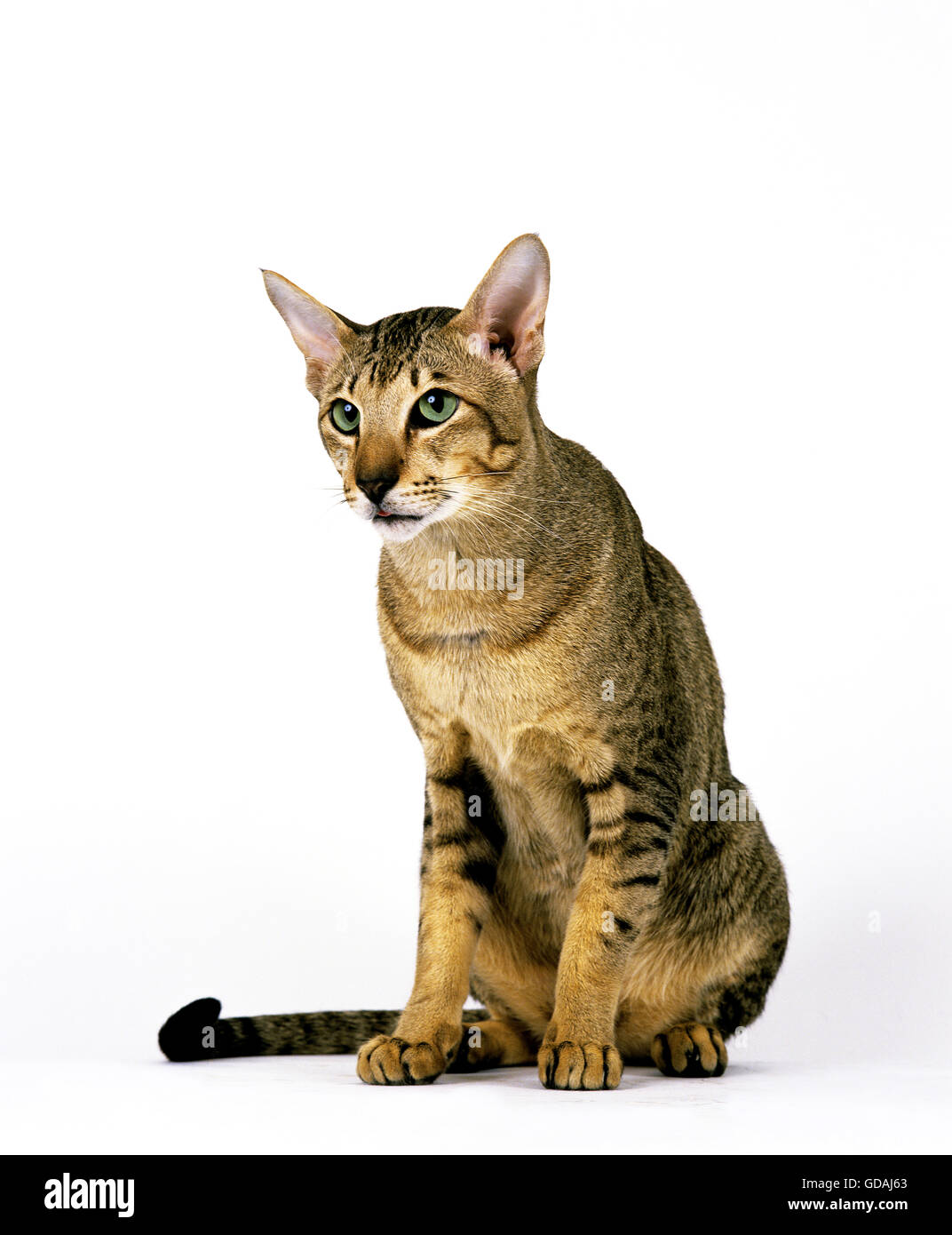 Brown Tabby Oriental gatto domestico contro uno sfondo bianco Foto Stock