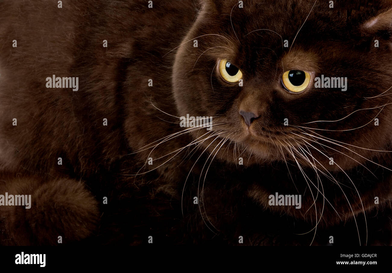 Il cioccolato British Shorthair gatto domestico, maschio Foto Stock
