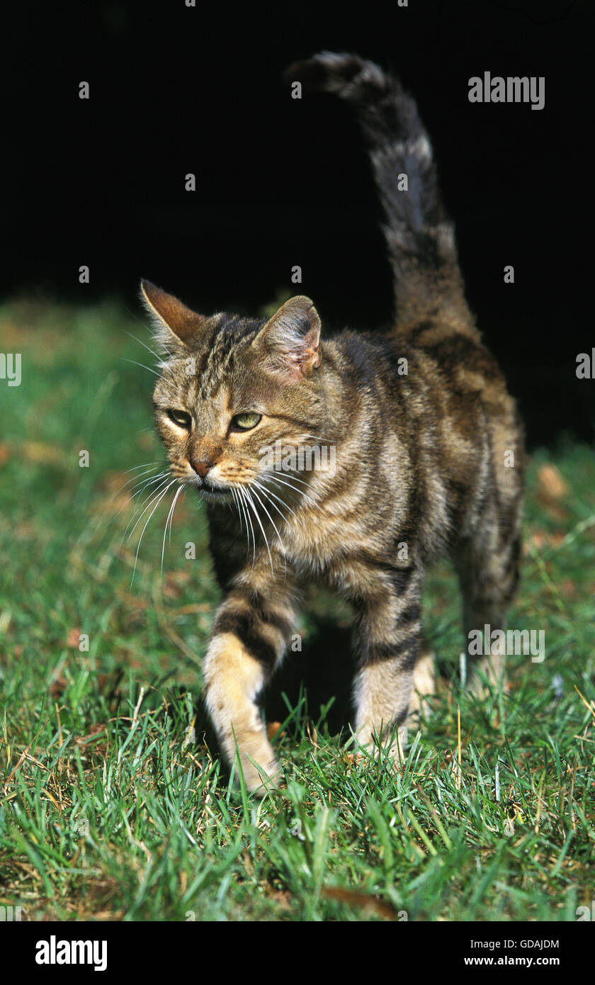 Unione brown tabby gatto domestico, adulti camminare sull'erba Foto Stock