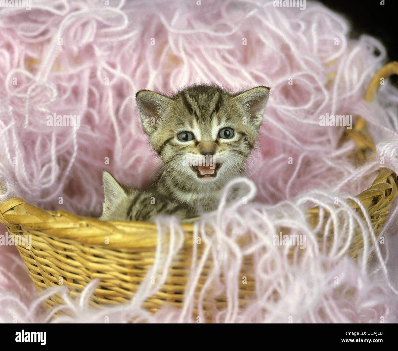 Unione brown tabby gatto domestico, MEOWING gattino nel cestino con lana Foto Stock