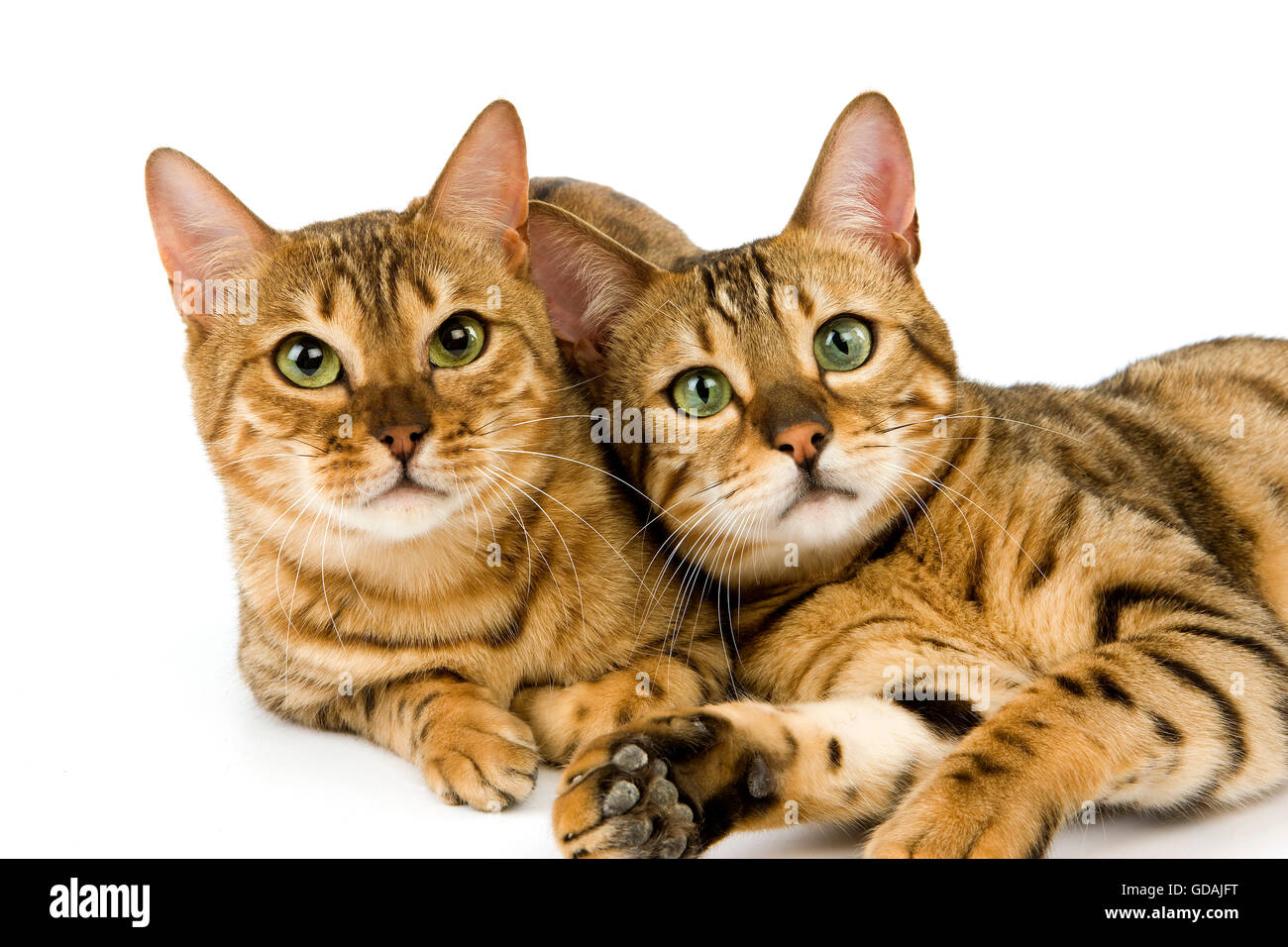 Brown Spotted Tabby bengala Gatto domestico, Adulti posa contro uno sfondo bianco Foto Stock