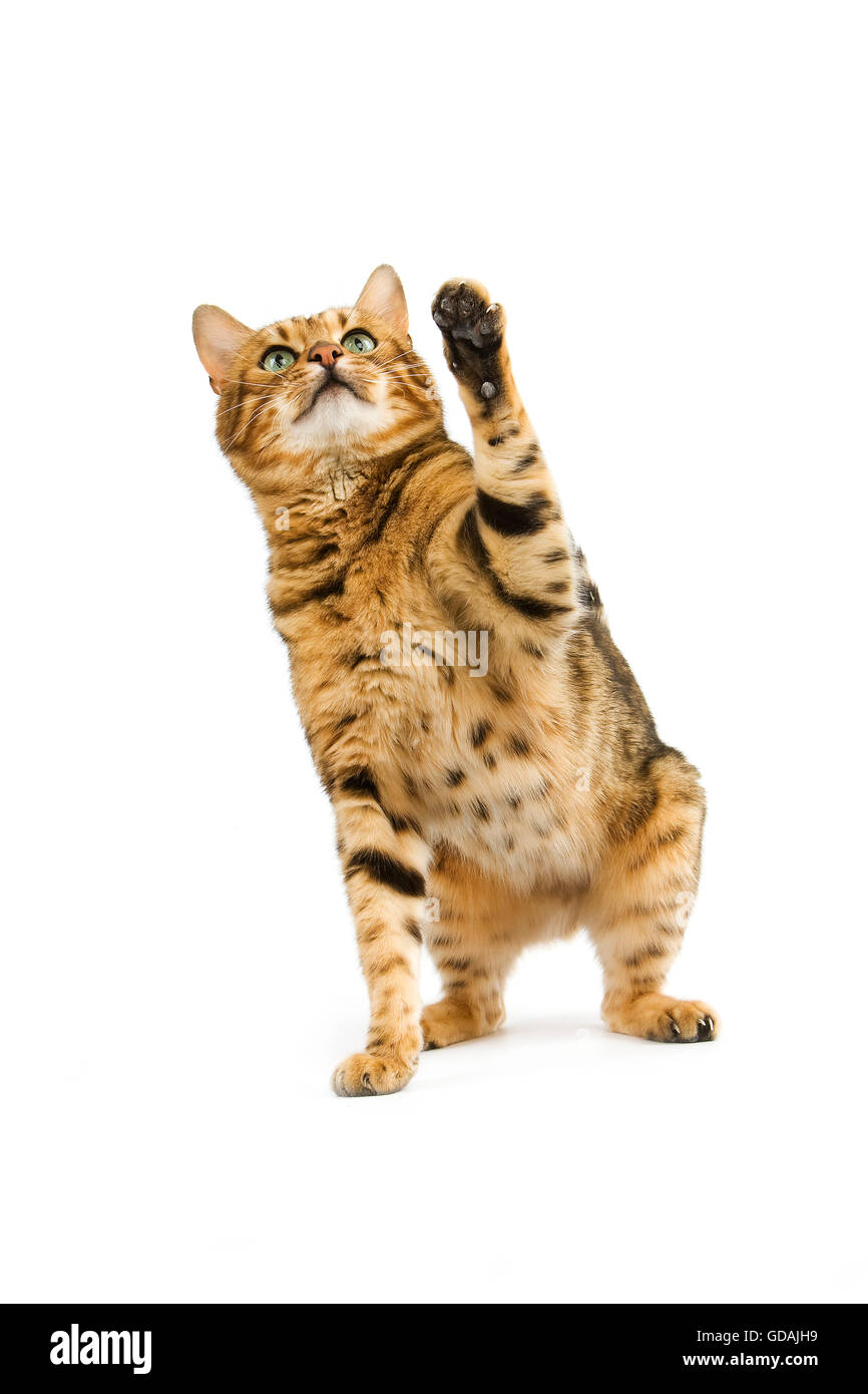 BROWN Spotted Tabby bengala Gatto domestico Foto Stock