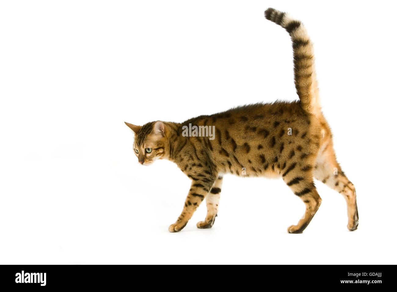 BROWN Spotted Tabby bengala Gatto domestico, adulto contro uno sfondo bianco Foto Stock