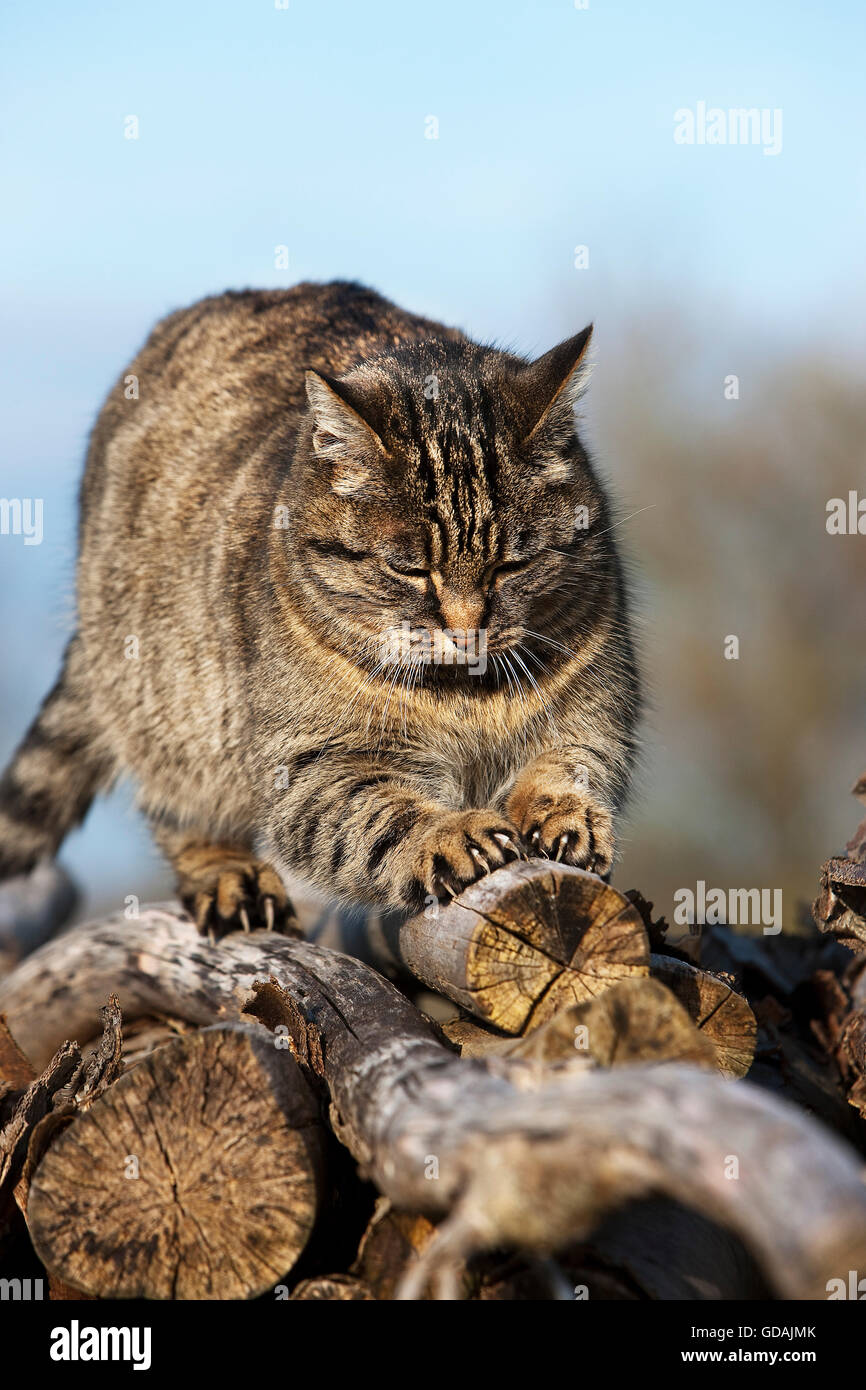 Brown Tabby gatto domestico, Femmina artigli di affilatura sulla pila di legno, Normandia Foto Stock