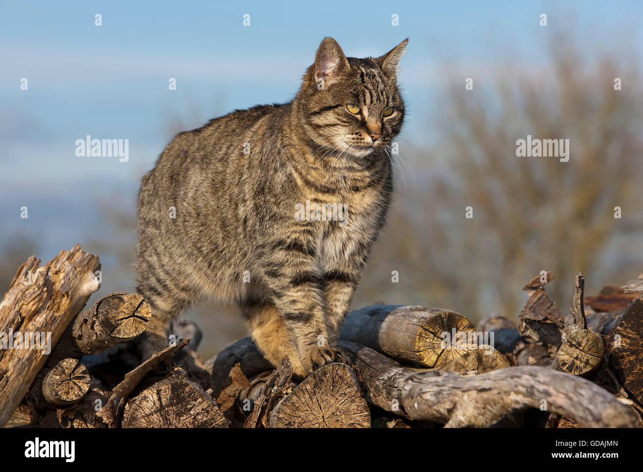 Brown Tabby gatto domestico, Femmina sulla pila di legno, Normandia Foto Stock