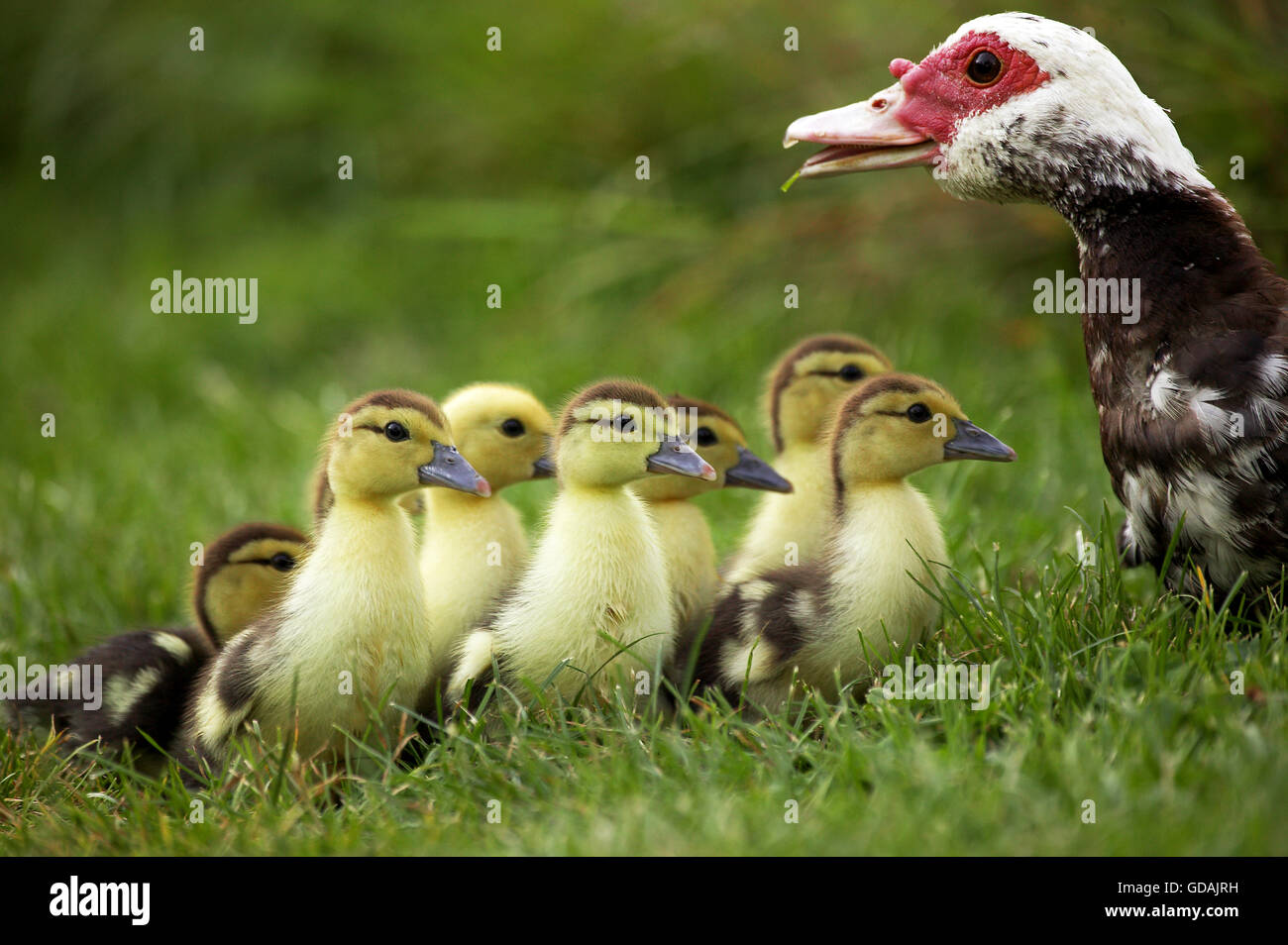 Anatra MUSKOVY Cairina moschata, femmina con anatroccoli Foto Stock