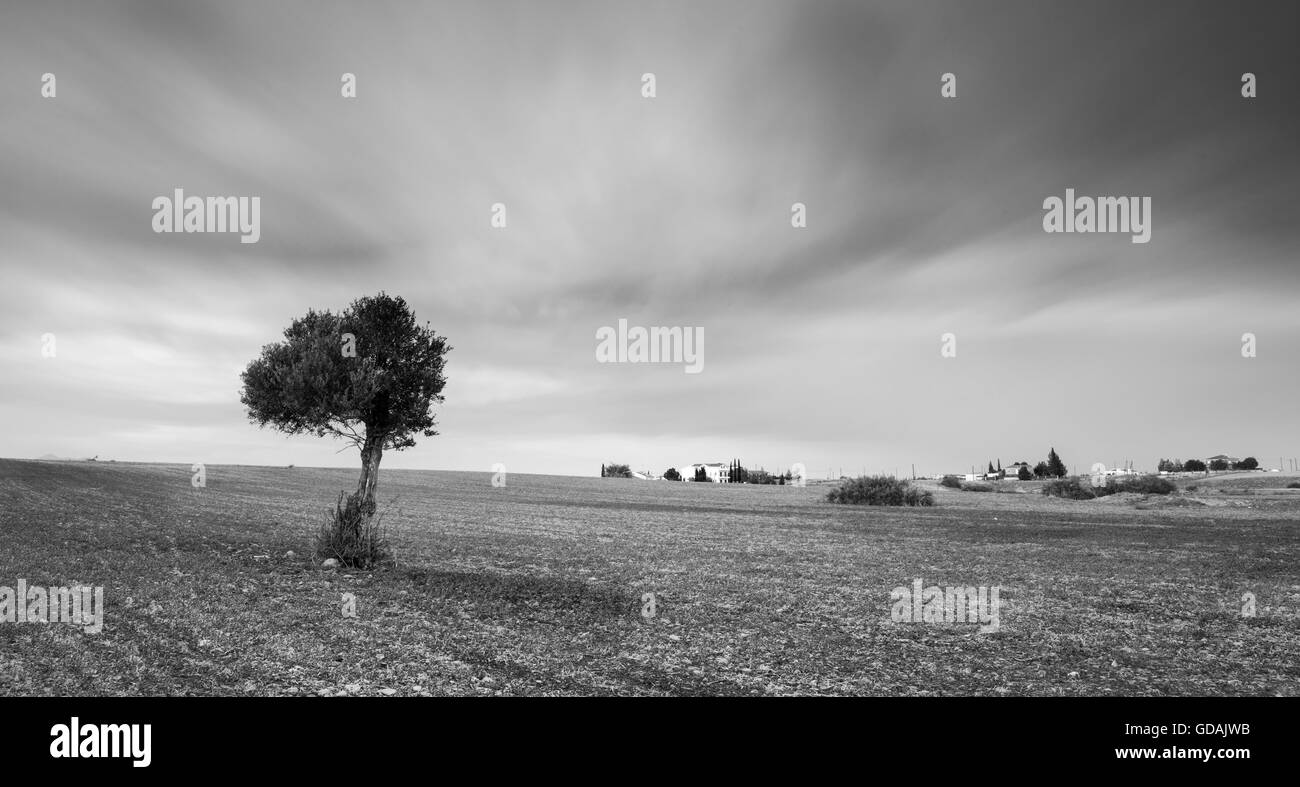 Immagine in bianco e nero di un solitario ulivo su un campo di grano con nuvole in movimento. Una lunga esposizione foto. Foto Stock