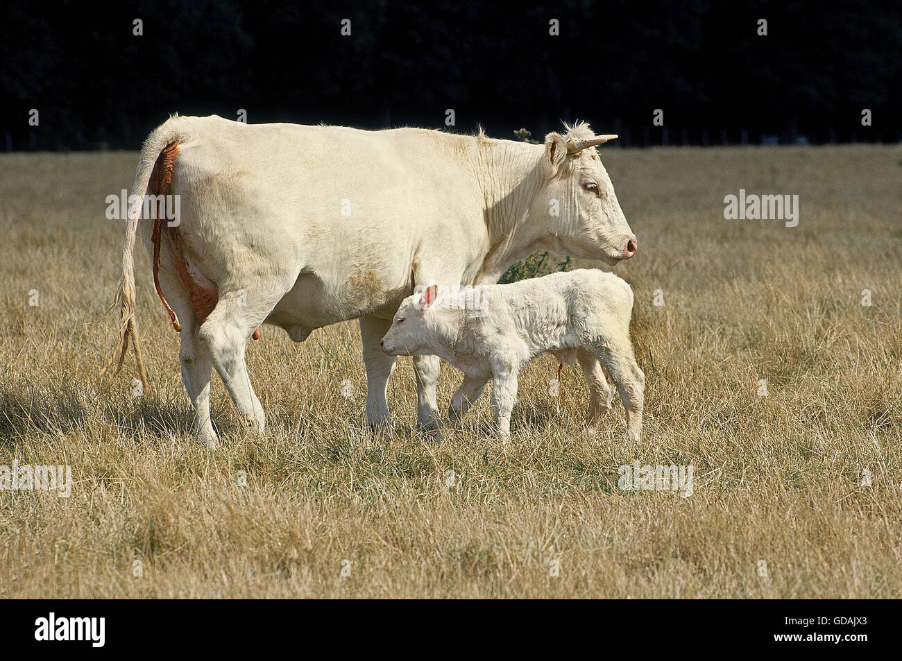 Charolais Bovini, mucca con vitello piedi su erba secca Foto Stock