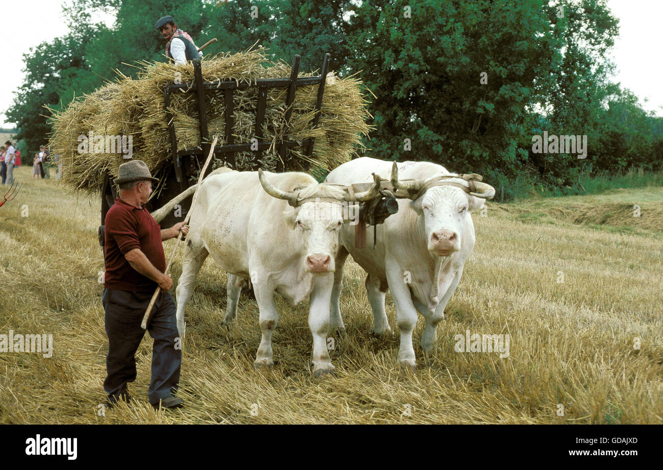 Gli agricoltori e il vecchio raccolto con bovini Charolais e carrello Foto Stock