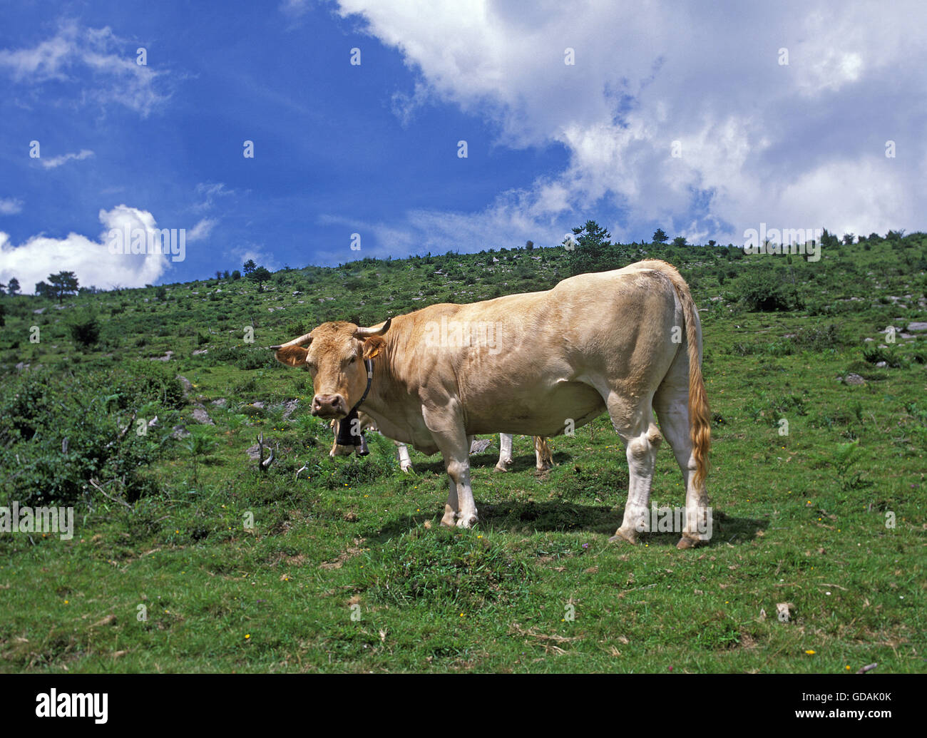 Francese di bovini domestici, Blonde d'Aquitaine, mucca Foto Stock