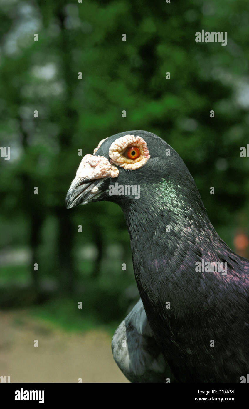 Il piccione viaggiatore, ritratto di adulto Foto Stock