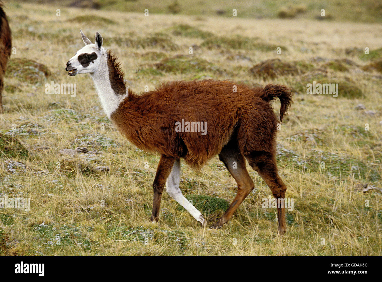 LLAMA lama glama, adulto a piedi attraverso erba secca, ECUADOR Foto Stock