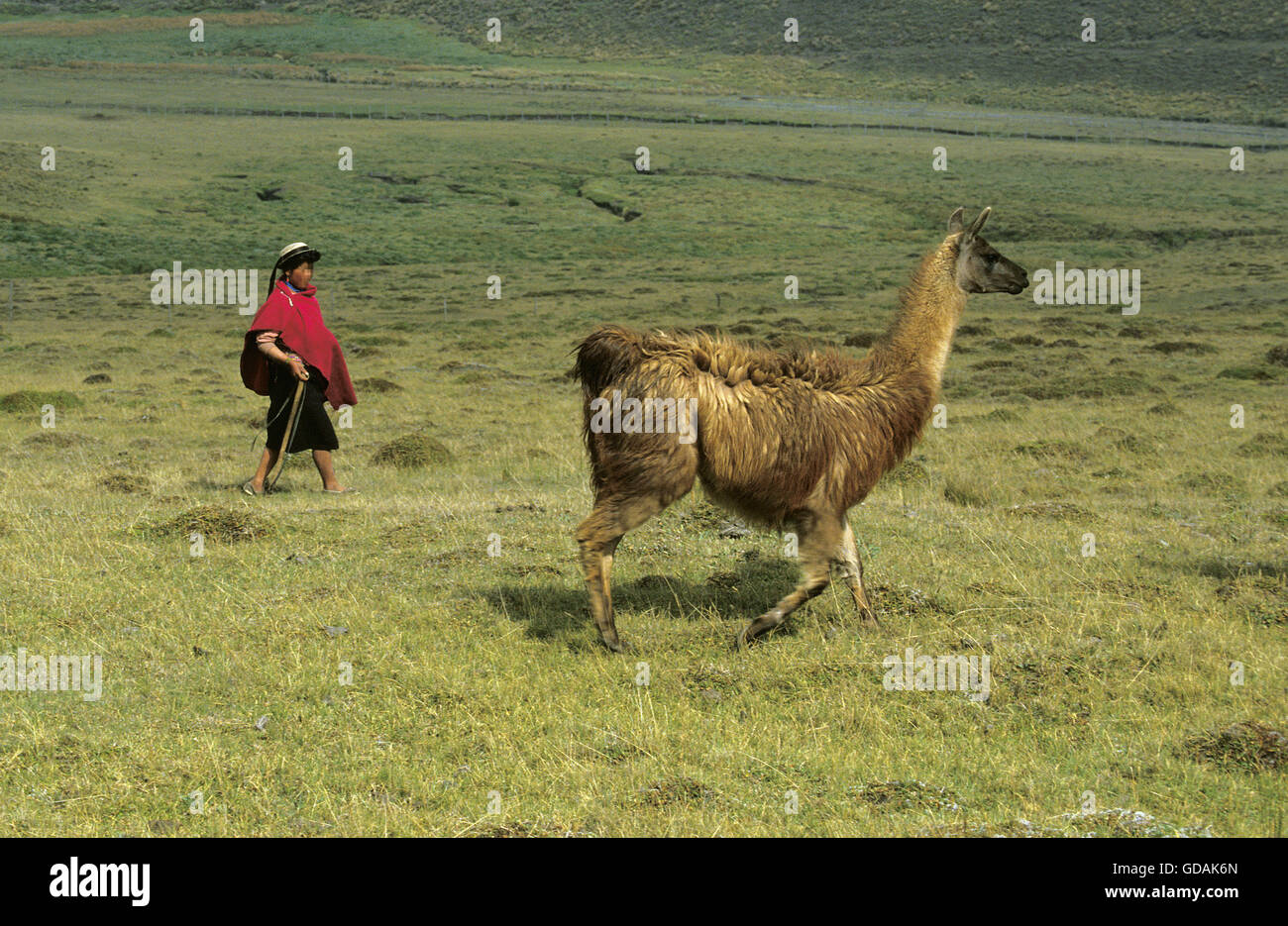 Donna con Llama, lama glama, Ecuador Foto Stock