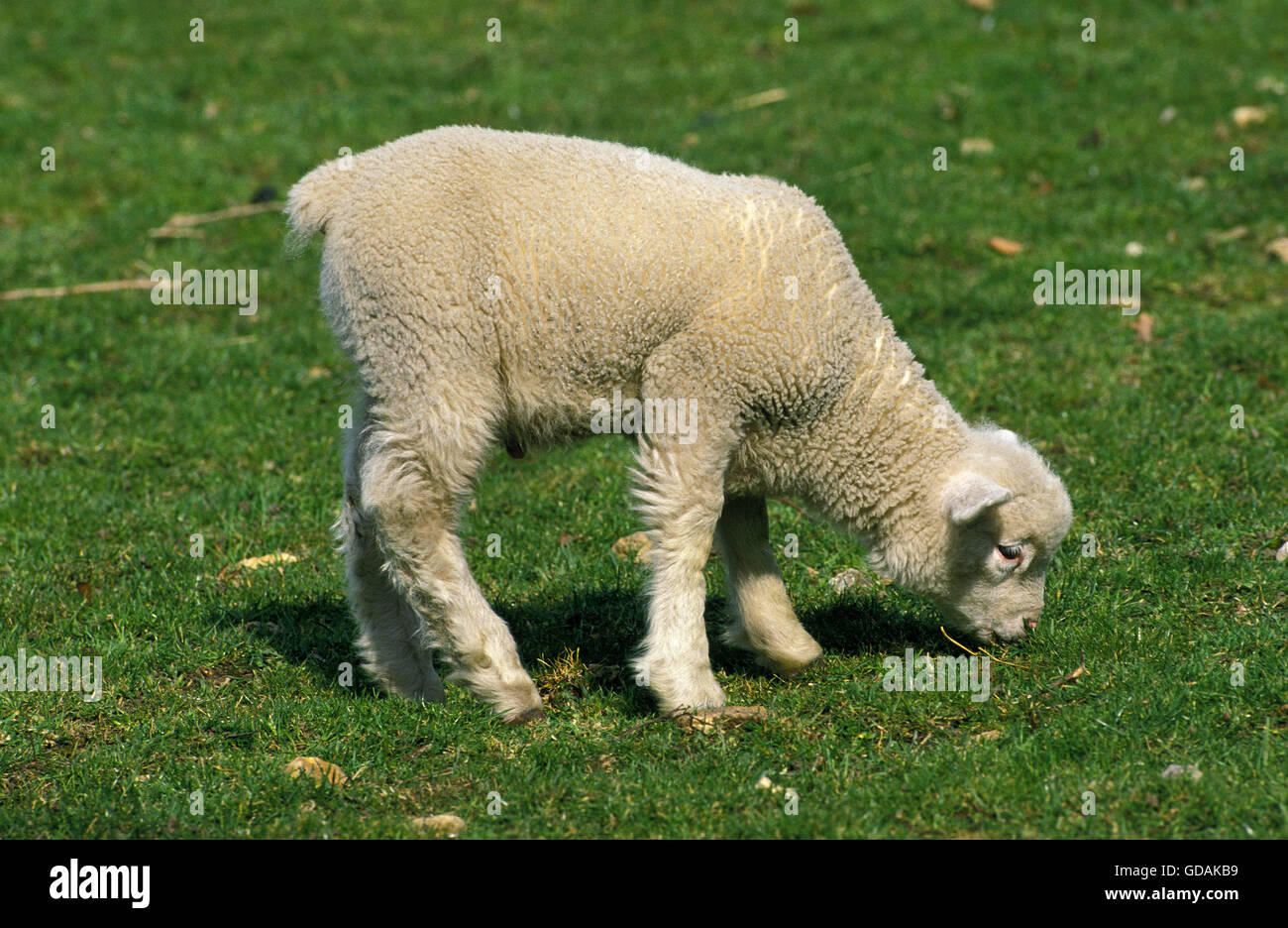 Ile de France Ovini domestici, una razza francese, Agnello mangiare erba Foto Stock