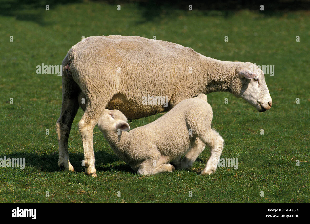 ILE DE FRANCE Pecore, una razza francese, Pecora con agnello da latte Foto Stock