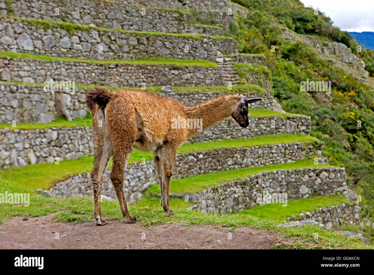 Llama, lama glama, adulti nella cittadella Inca di Machu Picchu in Perù Foto Stock