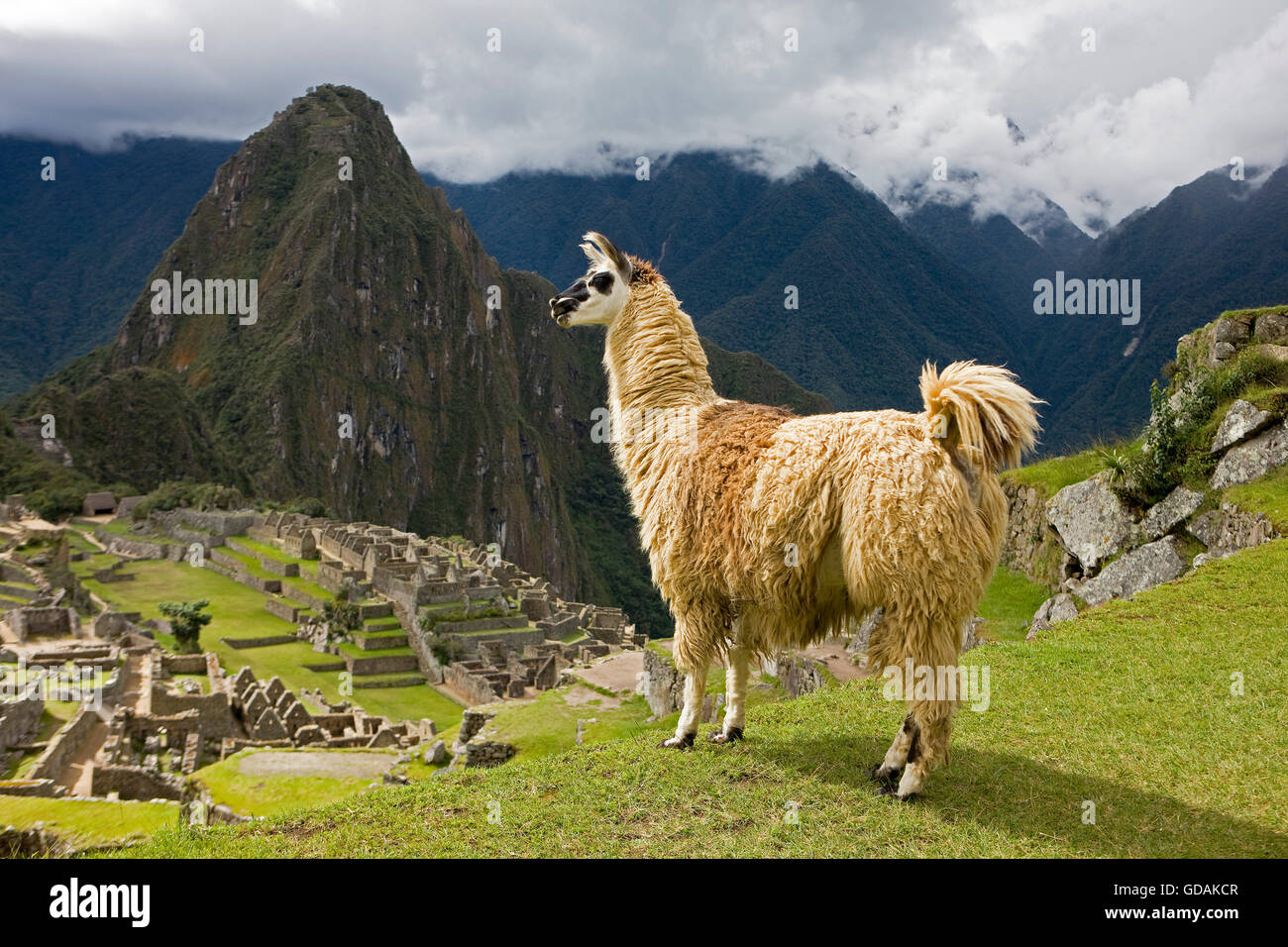 LLAMA lama glama A MACHU PICCHU, la Città perduta degli Incas, Perù Foto Stock
