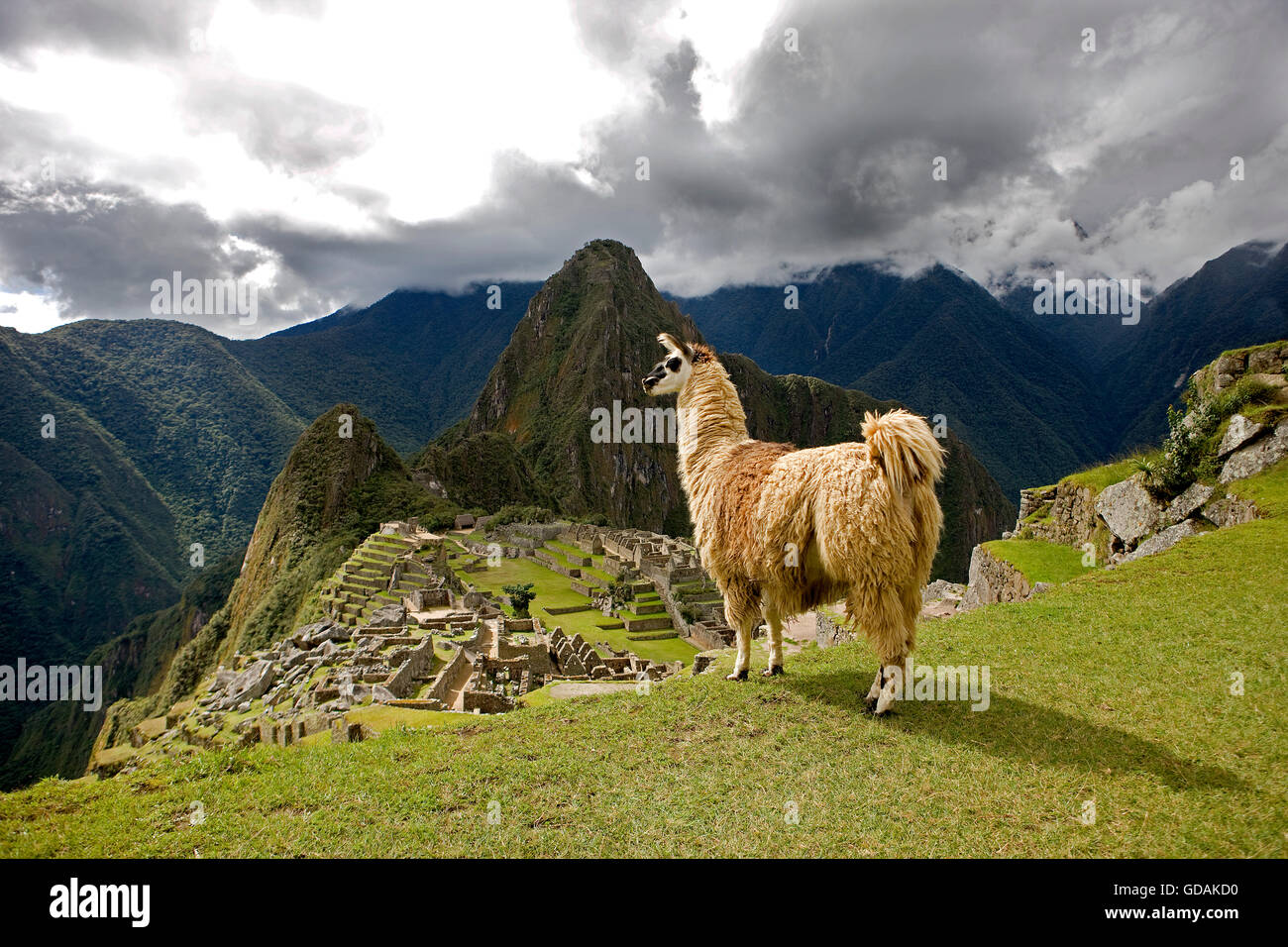 LLAMA lama glama A MACHU PICCHU, la Città perduta degli Incas, Perù Foto Stock