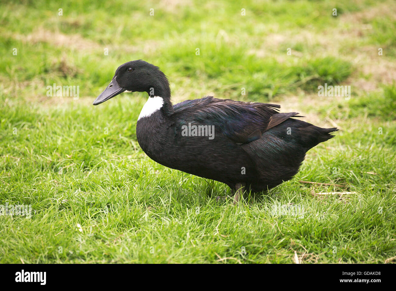 Duclair anatra domestica, una razza francese dalla Normandia Foto Stock