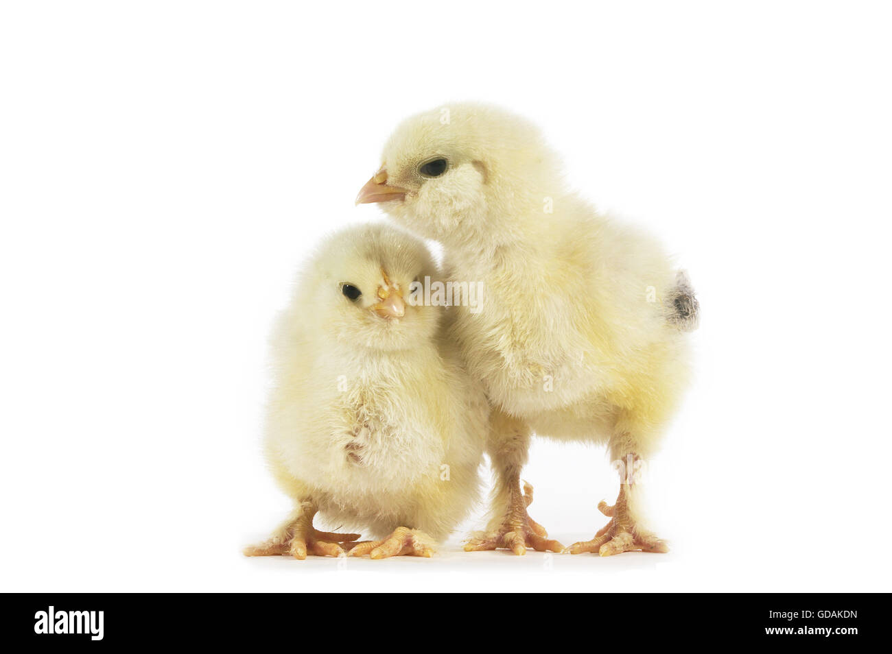 Pollo domestico, pulcini contro uno sfondo bianco Foto Stock