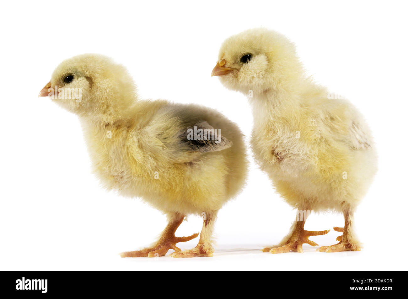 Pollo domestico, pulcini contro uno sfondo bianco Foto Stock