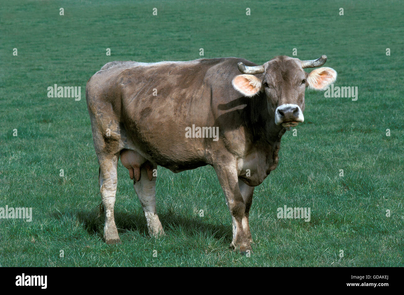 Brune des Alpes mucca, un francese di razza bovina Foto Stock