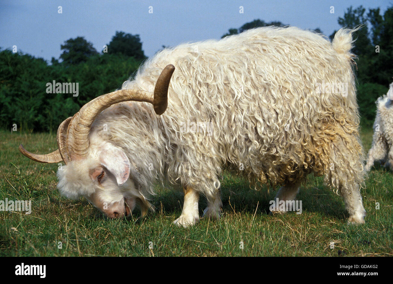 Capre Angora, razza di produzione di lana mohair, caprone Foto stock - Alamy