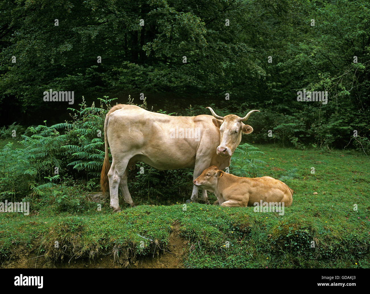 Dei Pirenei chiamato bovino Blonde DES PYRENEES, una razza francese, mucca con vitello Foto Stock